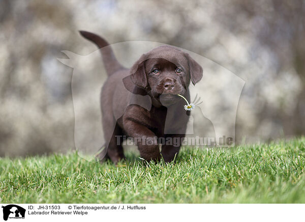 Labrador Retriever Welpe / JH-31503