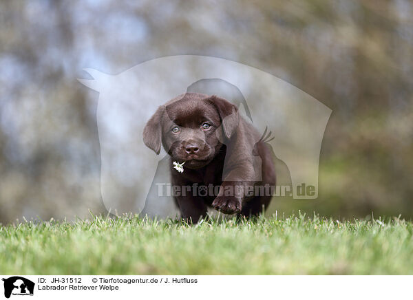 Labrador Retriever Welpe / JH-31512