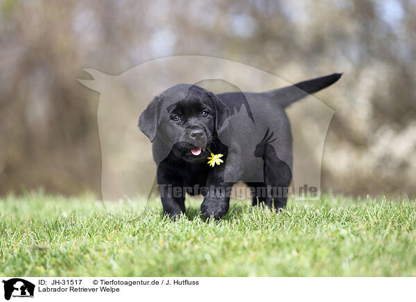 Labrador Retriever Welpe / JH-31517