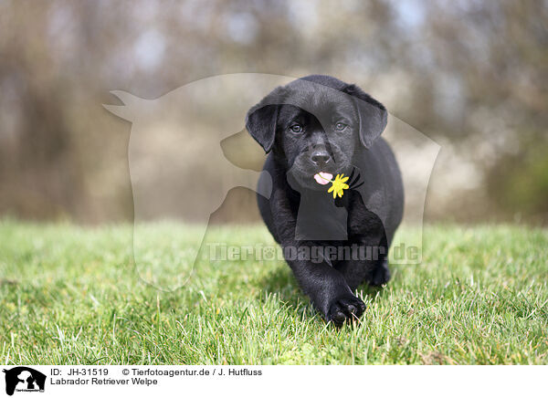 Labrador Retriever Welpe / Labrador Retriever puppy / JH-31519