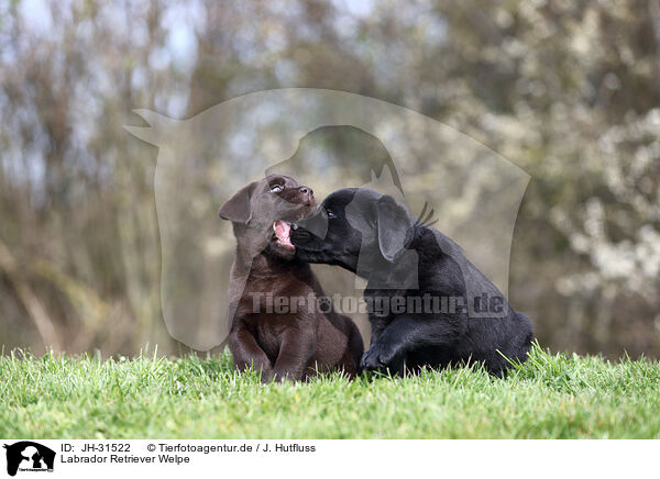 Labrador Retriever Welpe / JH-31522