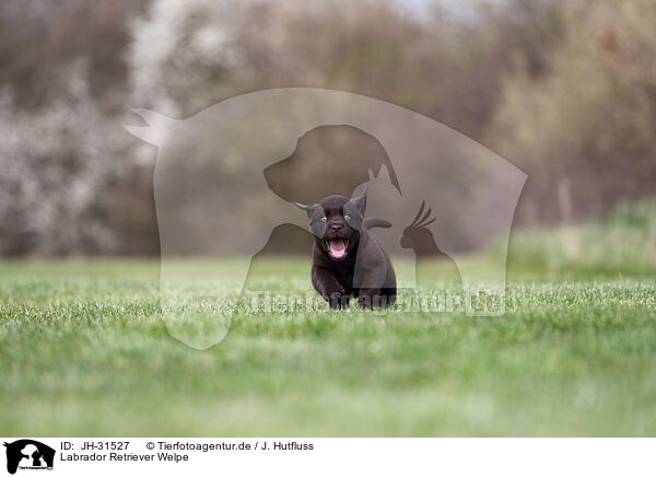 Labrador Retriever Welpe / JH-31527