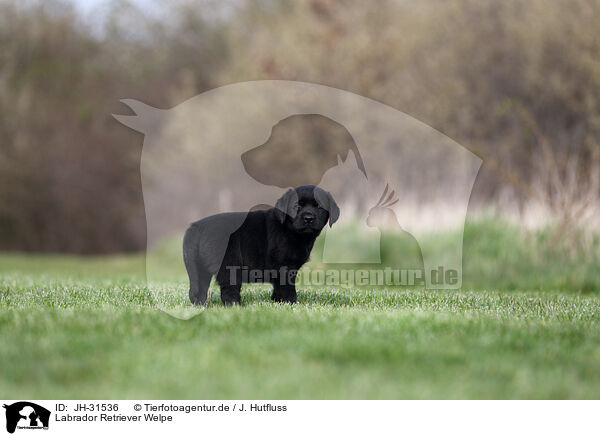 Labrador Retriever Welpe / Labrador Retriever puppy / JH-31536
