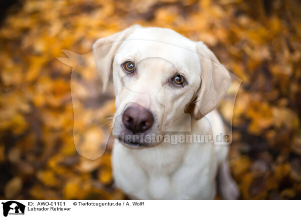 Labrador Retriever / AWO-01101