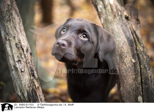 Labrador Retriever Welpe / AWO-01103