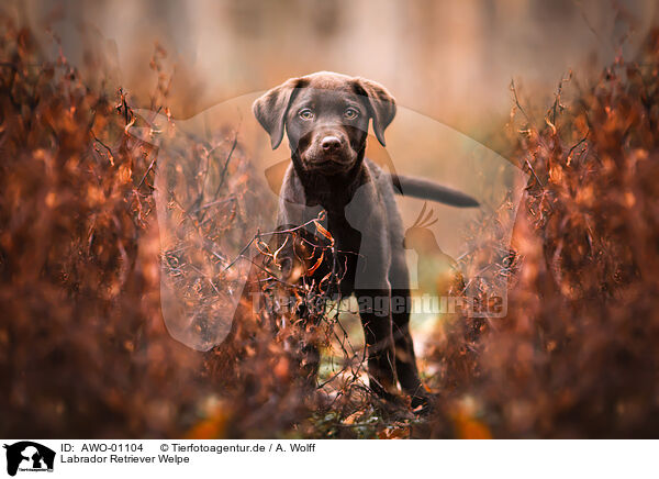 Labrador Retriever Welpe / AWO-01104