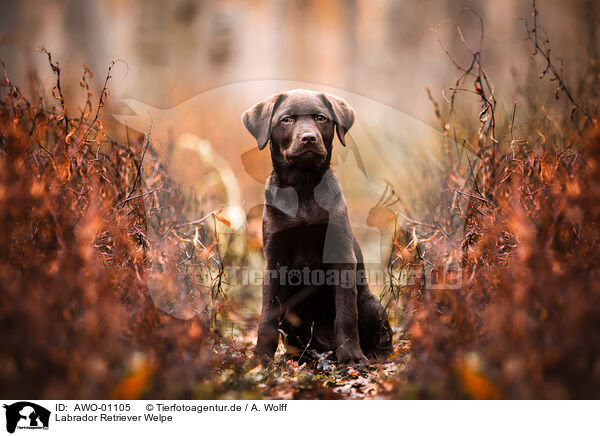 Labrador Retriever Welpe / AWO-01105