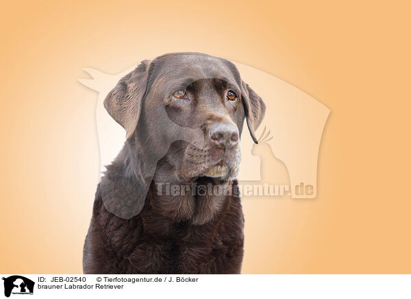 brauner Labrador Retriever / JEB-02540