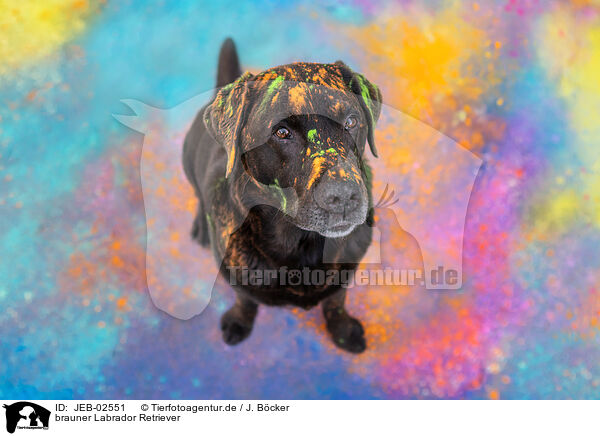 brauner Labrador Retriever / brown Labrador Retriever / JEB-02551