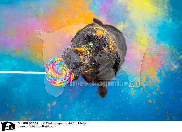 brauner Labrador Retriever / brown Labrador Retriever / JEB-02554