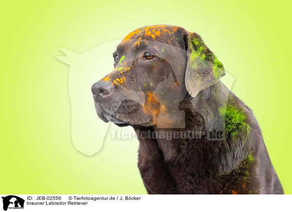 brauner Labrador Retriever / JEB-02556