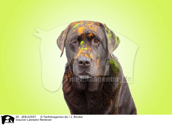 brauner Labrador Retriever / JEB-02557