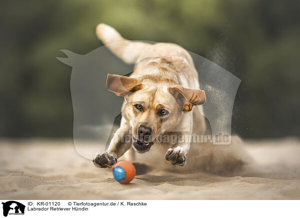 Labrador Retriever Hndin / KR-01120