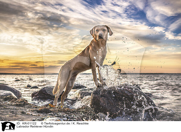 Labrador Retriever Hndin / KR-01122