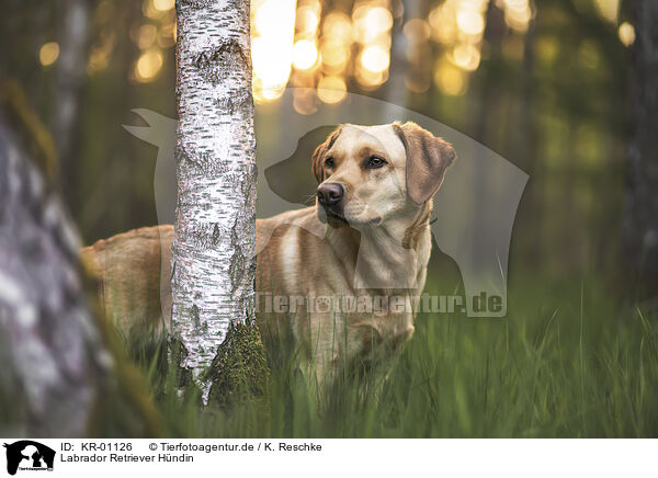 Labrador Retriever Hndin / KR-01126