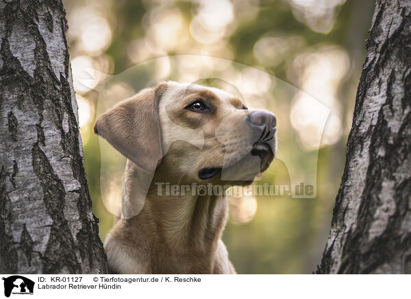 Labrador Retriever Hndin / female Labrador Retriever / KR-01127