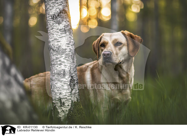 Labrador Retriever Hndin / KR-01130