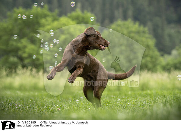 junger Labrador Retriever / young Labrador Retriever / VJ-05185
