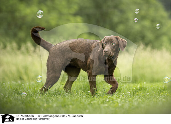 junger Labrador Retriever / VJ-05186