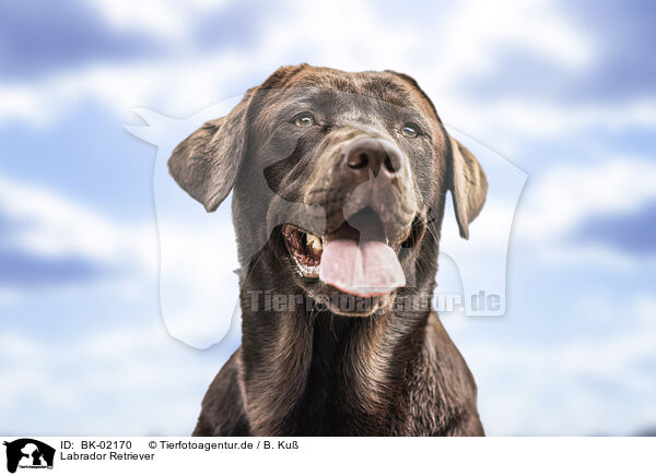 Labrador Retriever / BK-02170