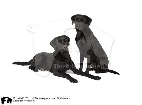 Labrador Retrievers / Labrador Retrievers / NC-03232