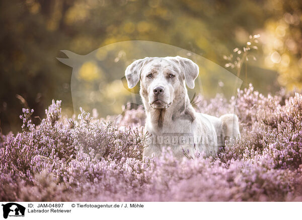 Labrador Retriever / JAM-04897