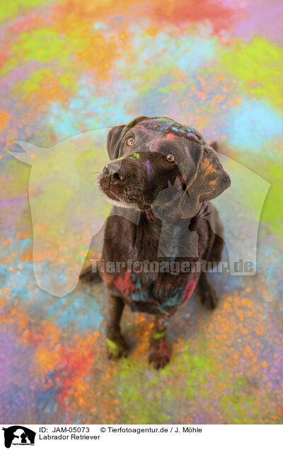 Labrador Retriever / Labrador Retriever / JAM-05073