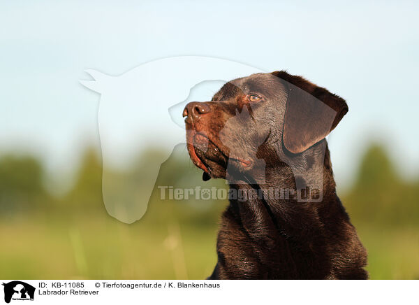 Labrador Retriever / Labrador Retriever / KB-11085