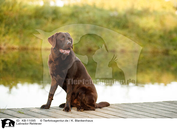 Labrador Retriever / Labrador Retriever / KB-11095