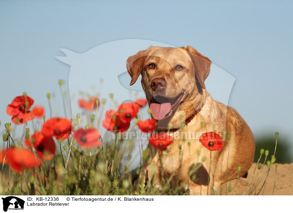 Labrador Retriever / KB-12336