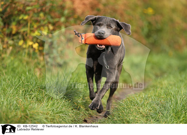 Labrador Retriever / KB-12542