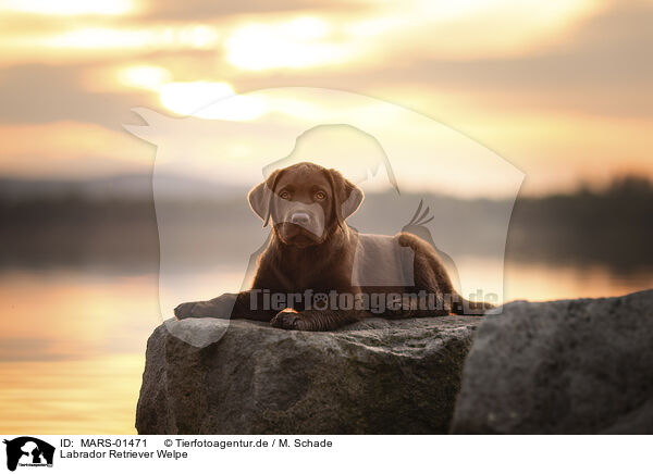 Labrador Retriever Welpe / Labrador Retriever Puppy / MARS-01471