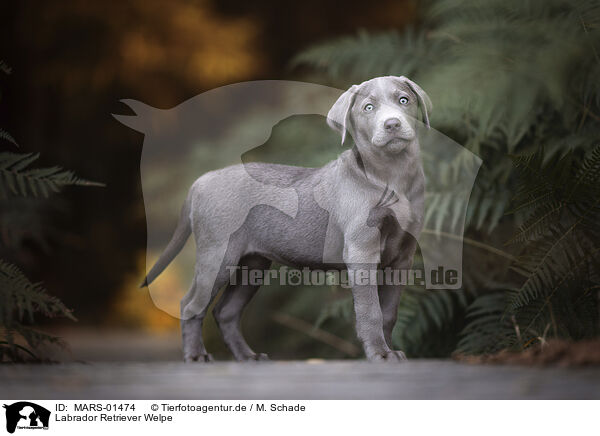 Labrador Retriever Welpe / Labrador Retriever Puppy / MARS-01474