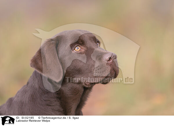 Labrador Retriever Welpe / Labrador Retriever Puppy / SI-02185
