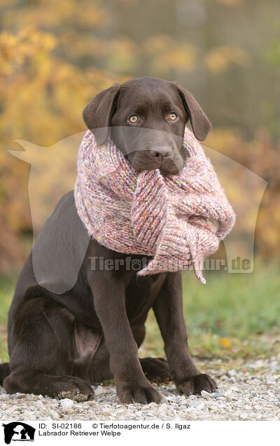 Labrador Retriever Welpe / Labrador Retriever Puppy / SI-02186