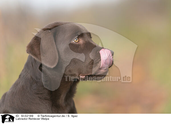 Labrador Retriever Welpe / Labrador Retriever Puppy / SI-02189