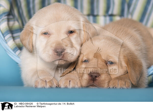 Labrador Retriever Welpen / Labrador Retriever Puppies / HBO-06426