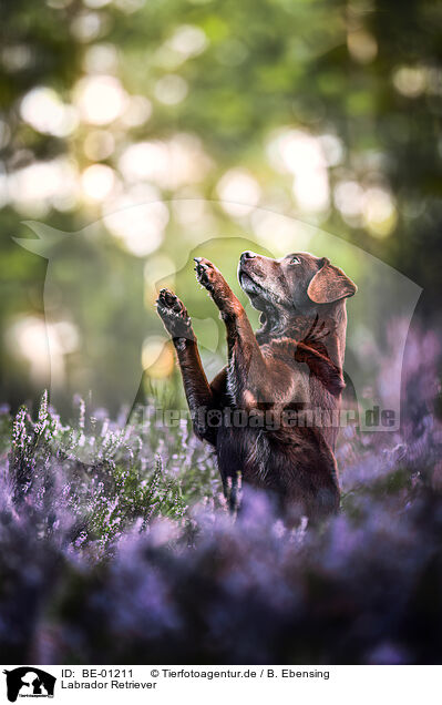 Labrador Retriever / Labrador Retriever / BE-01211