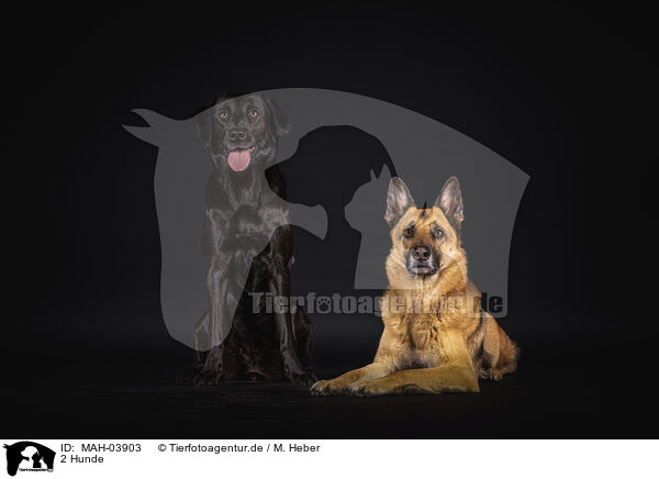 2 Hunde / 2 dogs / MAH-03903
