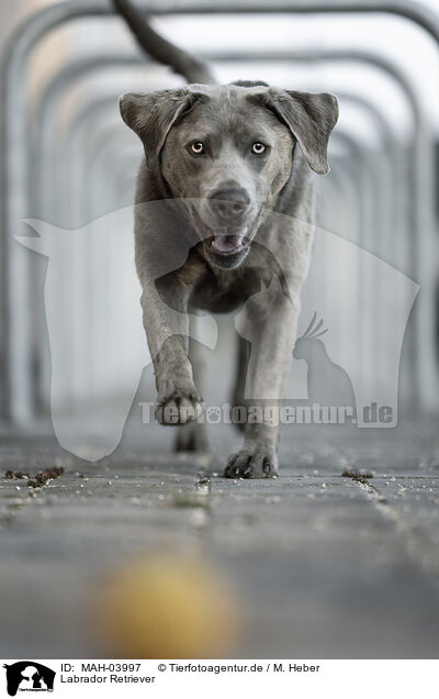 Labrador Retriever / MAH-03997