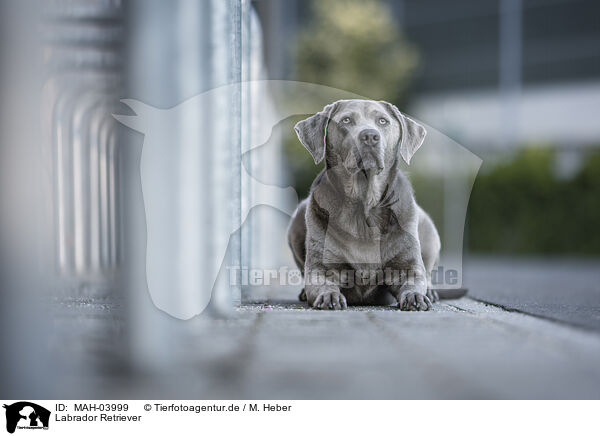 Labrador Retriever / MAH-03999