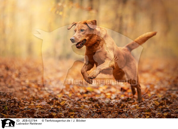 Labrador Retriever / Labrador Retriever / JEB-02784