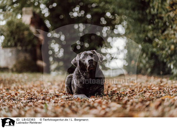 Labrador Retriever / Labrador Retriever / LB-02383