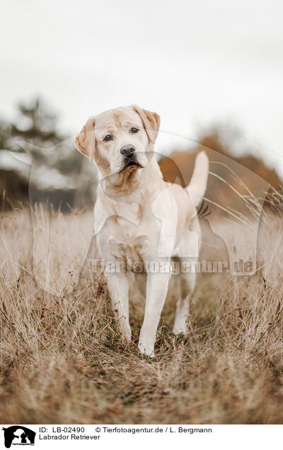 Labrador Retriever / Labrador Retriever / LB-02490