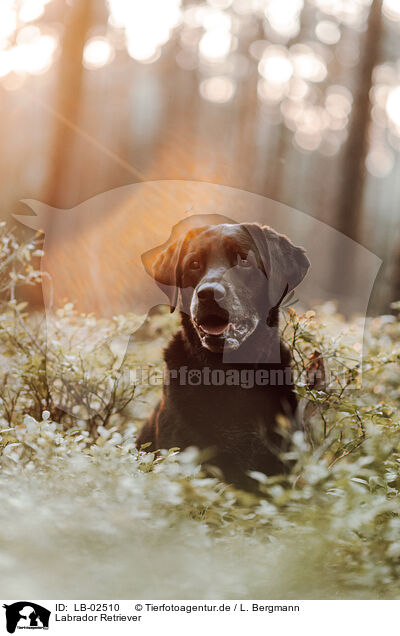 Labrador Retriever / Labrador Retriever / LB-02510