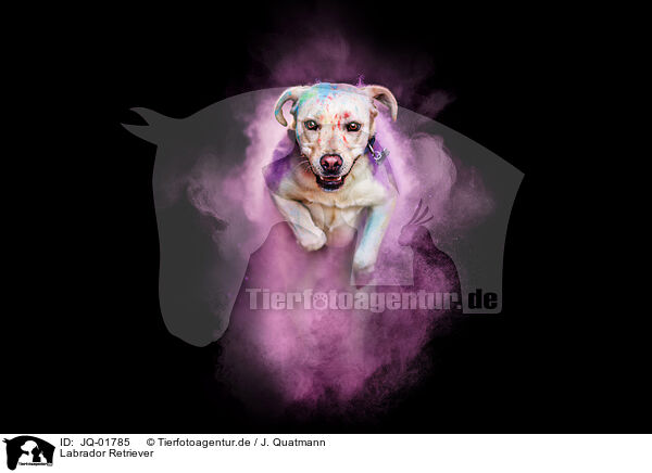 Labrador Retriever / JQ-01785