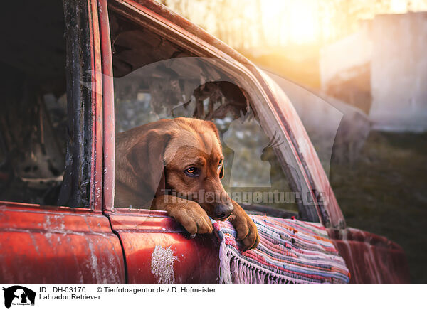 Labrador Retriever / Labrador Retriever / DH-03170