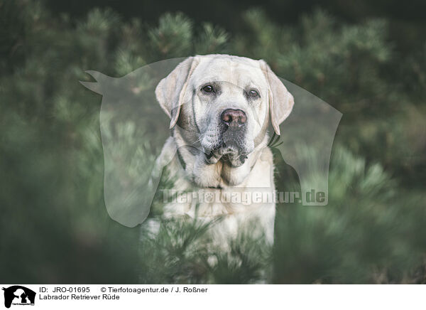 Labrador Retriever Rde / JRO-01695