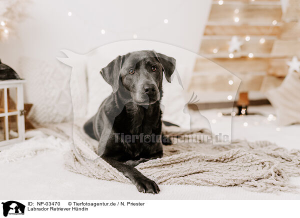 Labrador Retriever Hndin / female Labrador Retriever / NP-03470