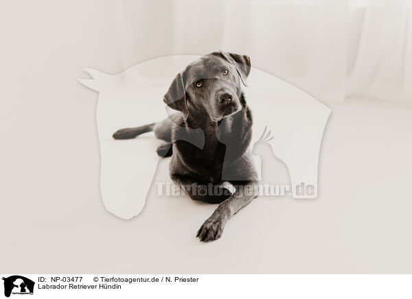Labrador Retriever Hndin / NP-03477